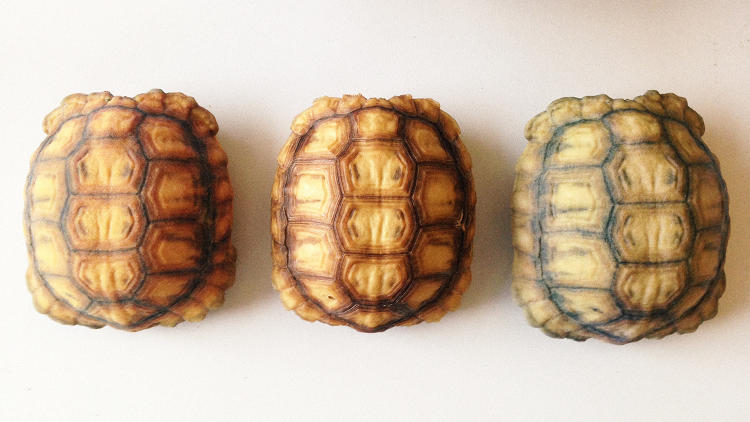 3D printed tortoise shell